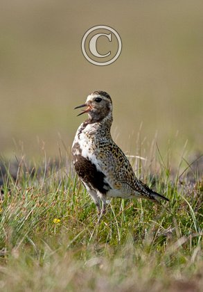 Golden Plover Calling DM1077